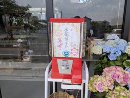 ワンコインでお花ガチャ！常滑市「マルキ生花店」でお花のガチャガチャに挑戦【おもしろ自販機＃59】