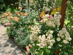 バラやアジサイなど6月上旬の今が見頃！色鮮やかな花に心奪われる東浦町「於大公園」に行ってみた