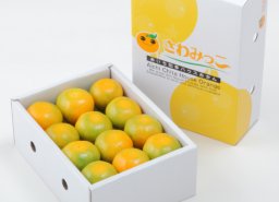 【2026年の受付開始】初夏の2か月限定出荷！知多半島の「さわみっこ」ミカンが販売スタート／ちたまるショッピング