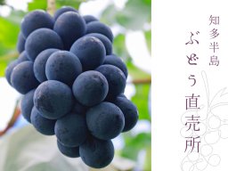 【2026年版】知多半島のブドウ直売所 72選｜大府市・東浦町ほかエリア別に一挙紹介