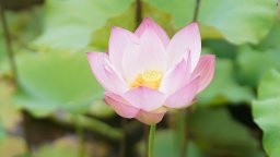 初夏の朝しか見られない！7月に見頃を迎える大府市「星名池（ほしないけ）」のハスの花を見に行ってみた