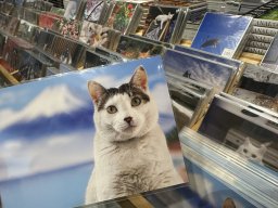 【速報】愛知県初開催「岩合光昭の日本ねこ歩き」にひと足先に潜入！147点のネコ写真と300点以上のグッズに癒されてきた／ちたまる広告