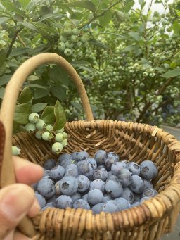 ブルーベリーふぁーむ大府