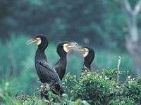 鵜の池・鵜の山