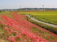 矢勝川沿い