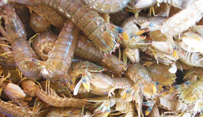 ちたまるショッピング 知多まるごと物産店 通販 お取り寄せ ちたまるナビ